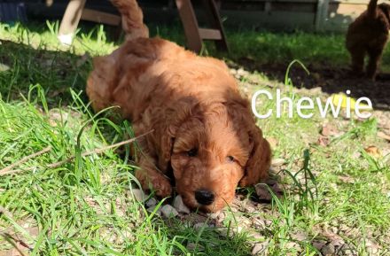 Wunderschöne Pudelwelpen in Sondergröße abzugeben