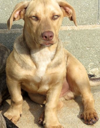 Brigitte, Bardot, Baya und Buzz; Mischlinge