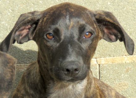 Brigitte, Bardot, Baya und Buzz; Mischlinge