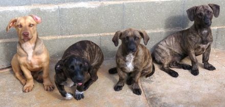 Brigitte, Bardot, Baya und Buzz; Mischlinge