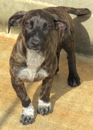 Brigitte, Bardot, Baya und Buzz; Mischlinge