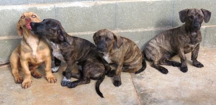 Brigitte, Bardot, Baya und Buzz; Mischlinge