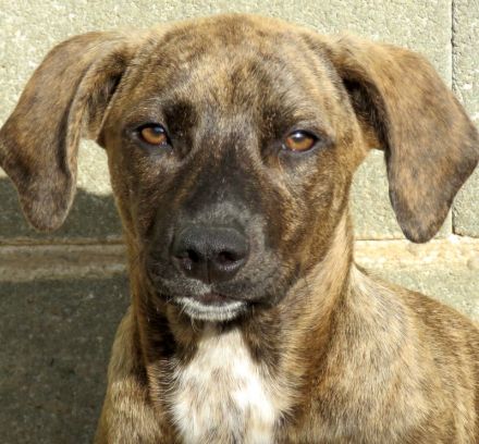 Brigitte, Bardot, Baya und Buzz; Mischlinge