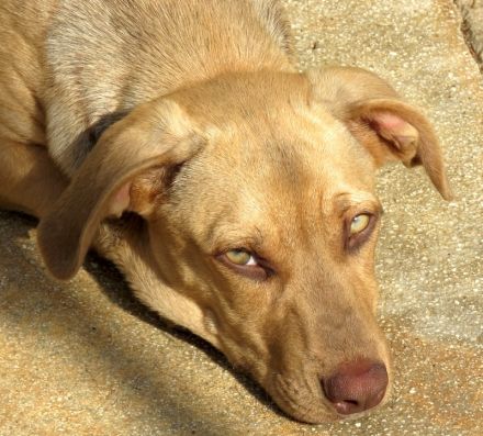 Brigitte, Bardot, Baya und Buzz; Mischlinge