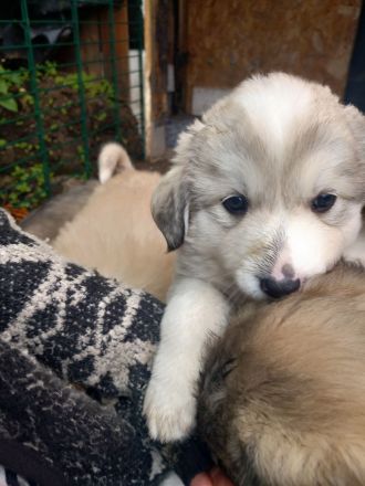 Welpen in liebevolle Hände abzugeben