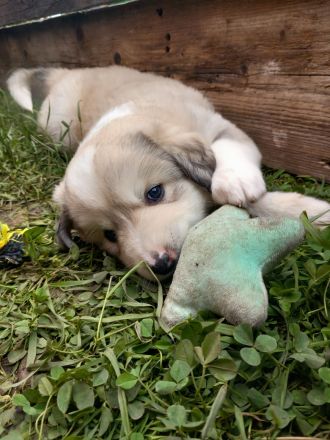Welpen in liebevolle Hände abzugeben