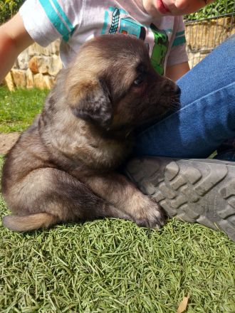 Welpen in liebevolle Hände abzugeben