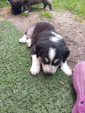 Welpen in liebevolle Hände abzugeben