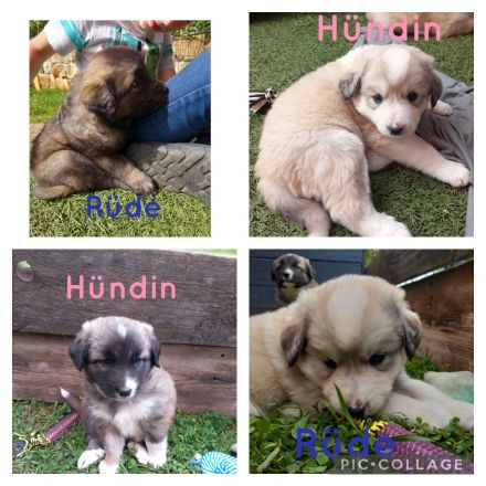 Welpen in liebevolle Hände abzugeben