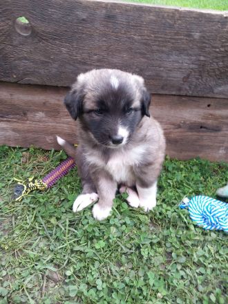 Welpen in liebevolle Hände abzugeben