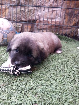 Welpen in liebevolle Hände abzugeben