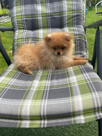 Zwergspitz Pomeranian