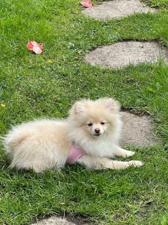Zwergspitz Pomeranian