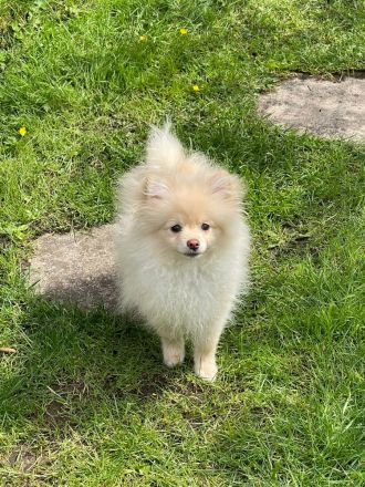 Zwergspitz Pomeranian