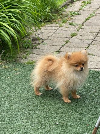 Zwergspitz Pomeranian