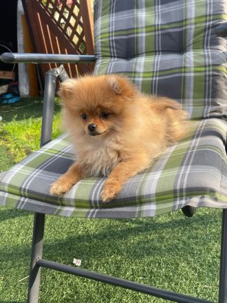 Zwergspitz Pomeranian