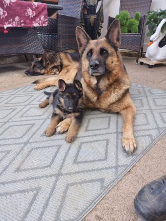 Altdeutscher Schäferhund - Welpen zu verkaufen