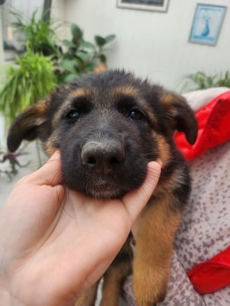 Altdeutscher Schäferhund - Welpen zu verkaufen