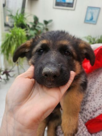 Altdeutscher Schäferhund - Welpen zu verkaufen