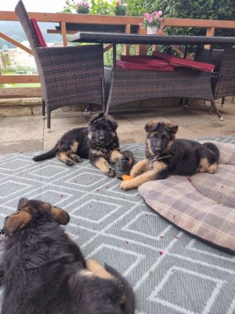 Altdeutscher Schäferhund - Welpen zu verkaufen