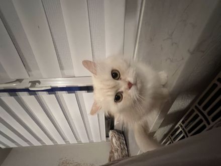 1 Perser Katze 1 Perser Kater