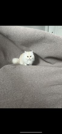 1 Perser Katze 1 Perser Kater