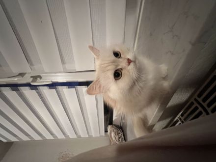 1 Perser Katze 1 Perser Kater