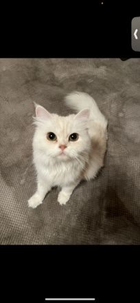 1 Perser Katze 1 Perser Kater