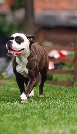 Old English Bulldog Welpen