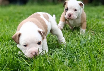 Old English Bulldog Welpen