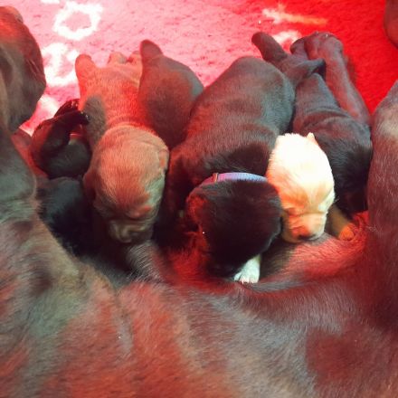 Labrador Welpen