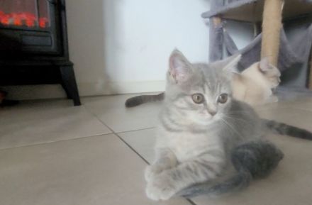 3 BKH♡Kitten♡weiblich♡dürfen ab sofort umziehen!!!!