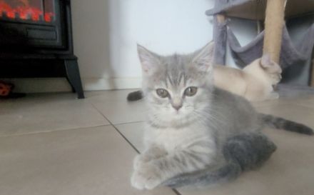 3 BKH♡Kitten♡weiblich♡dürfen ab sofort umziehen!!!!