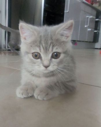 3 BKH♡Kitten♡weiblich♡dürfen ab sofort umziehen!!!!