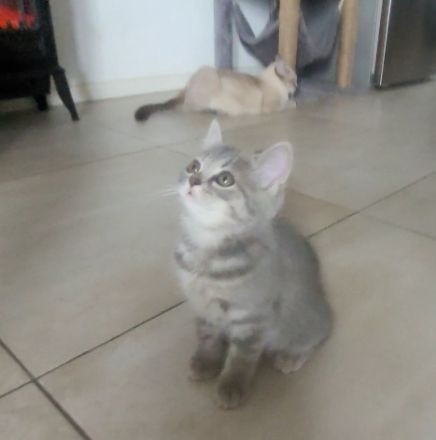 3 BKH♡Kitten♡weiblich♡dürfen ab sofort umziehen!!!!