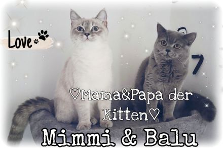 3 BKH♡Kitten♡weiblich♡dürfen ab sofort umziehen!!!!