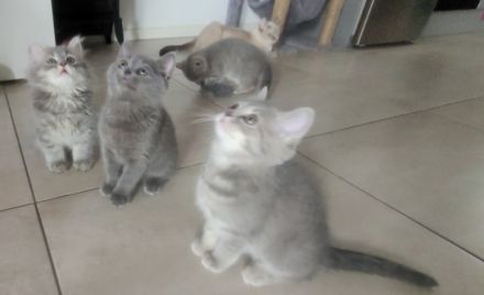 3 BKH♡Kitten♡weiblich♡dürfen ab sofort umziehen!!!!