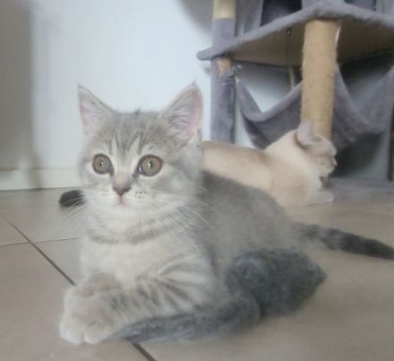 3 BKH♡Kitten♡weiblich♡dürfen ab sofort umziehen!!!!