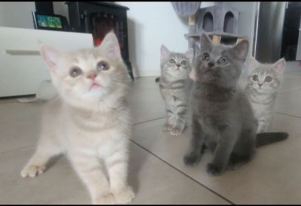 3 BKH♡Kitten♡weiblich♡dürfen ab sofort umziehen!!!!