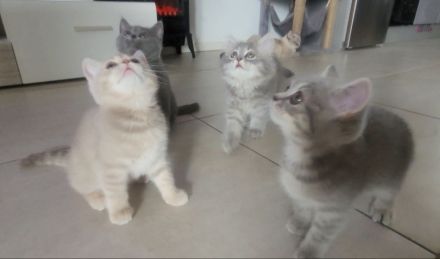 3 BKH♡Kitten♡weiblich♡dürfen ab sofort umziehen!!!!