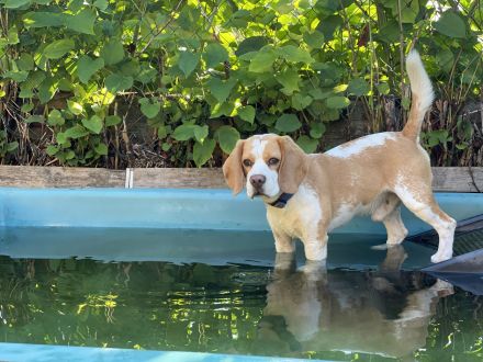 Hundeschule & Hundetagesstätte Hundeschüler