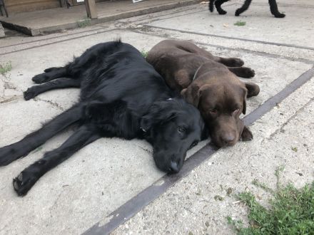 Hundeschule & Hundetagesstätte Hundeschüler