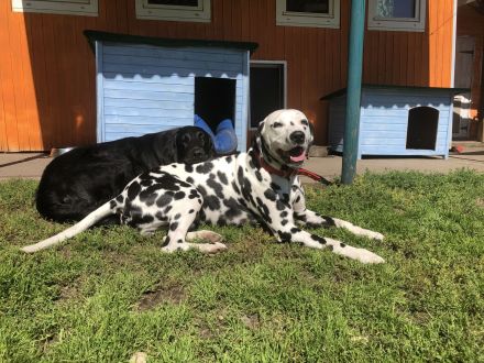 Hundeschule & Hundetagesstätte Hundeschüler