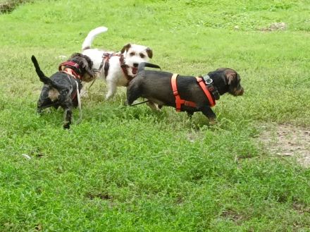 Hundeschule & Hundetagesstätte Hundeschüler