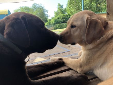 Hundeschule & Hundetagesstätte Hundeschüler