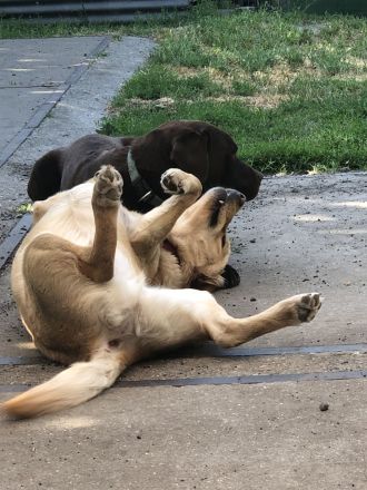 Hundeschule & Hundetagesstätte Hundeschüler