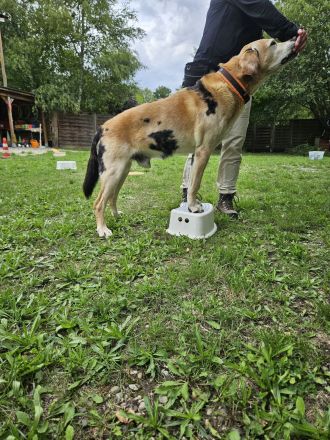 Hundeschule & Hundetagesstätte Hundeschüler