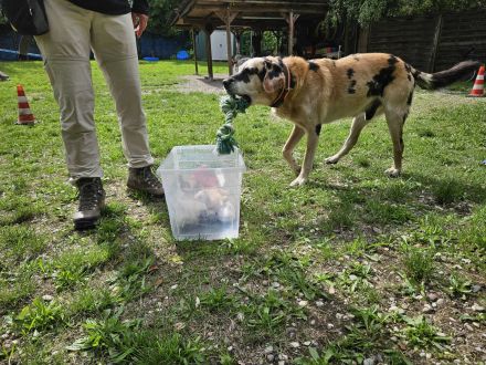 Hundeschule & Hundetagesstätte Hundeschüler