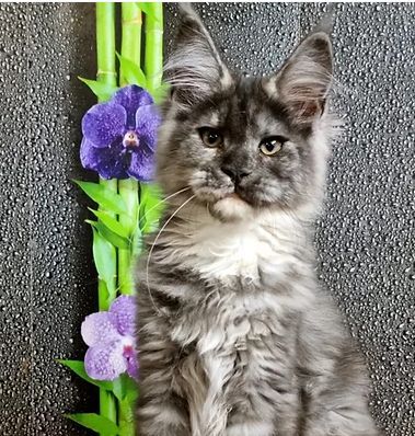 Maine Coon Katzchen