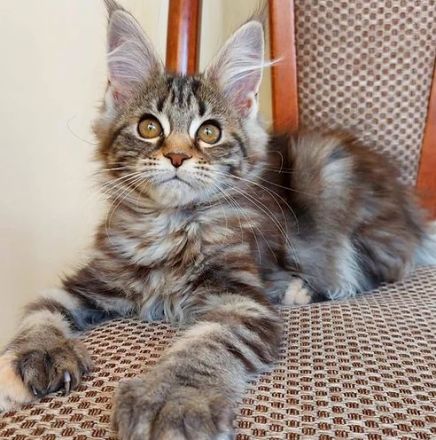 Maine Coon Katzchen